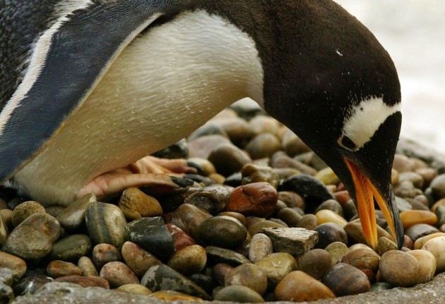 Penguins in Edinburgh Zoo