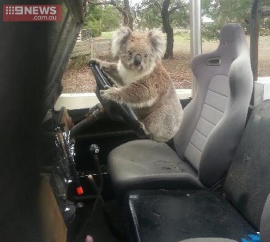 koalacar