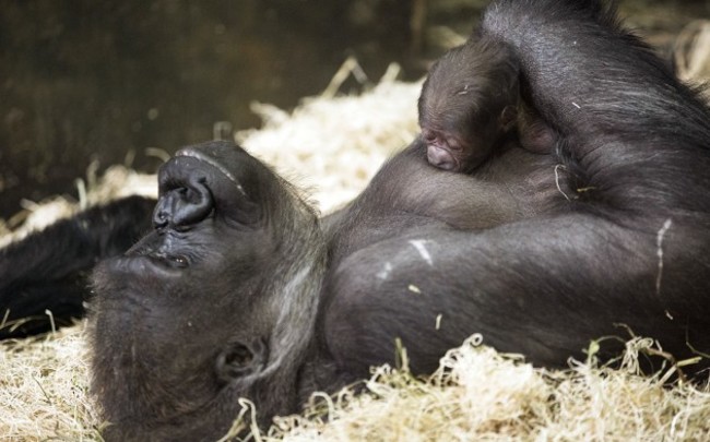 Lincoln Park Zoo New Gorilla Baby