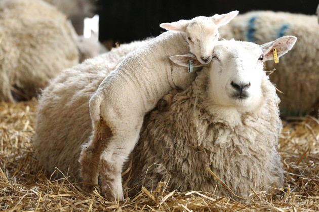 Lambing season - 2015