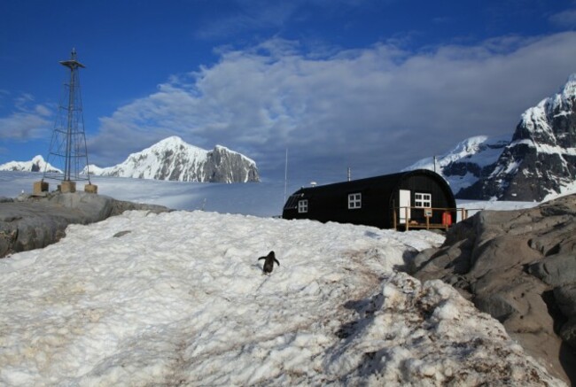 Gentoo Penguin climbing a snow-covered hill