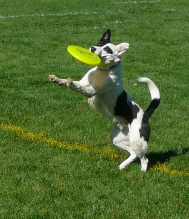 Frisbee dog