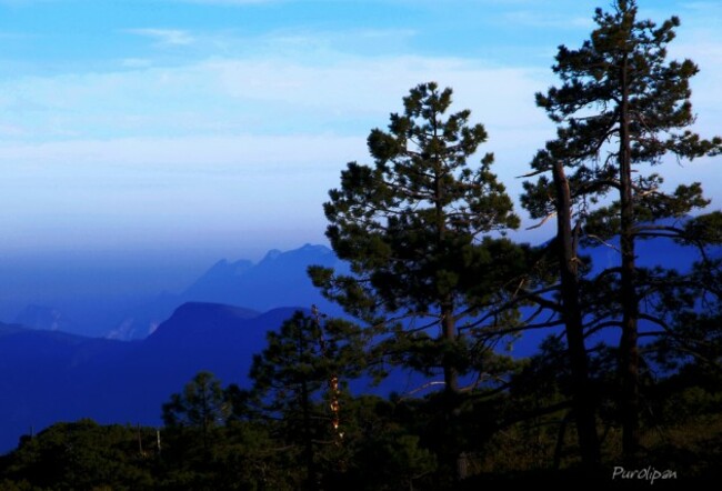 Plantas - Pinos de la Sierra