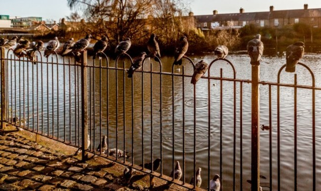 Blessington Street Basin Public Park In Dublin Ref-8129