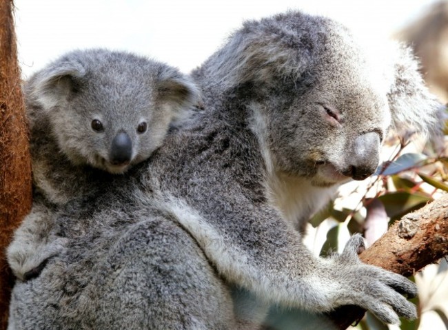 Australia Koala
