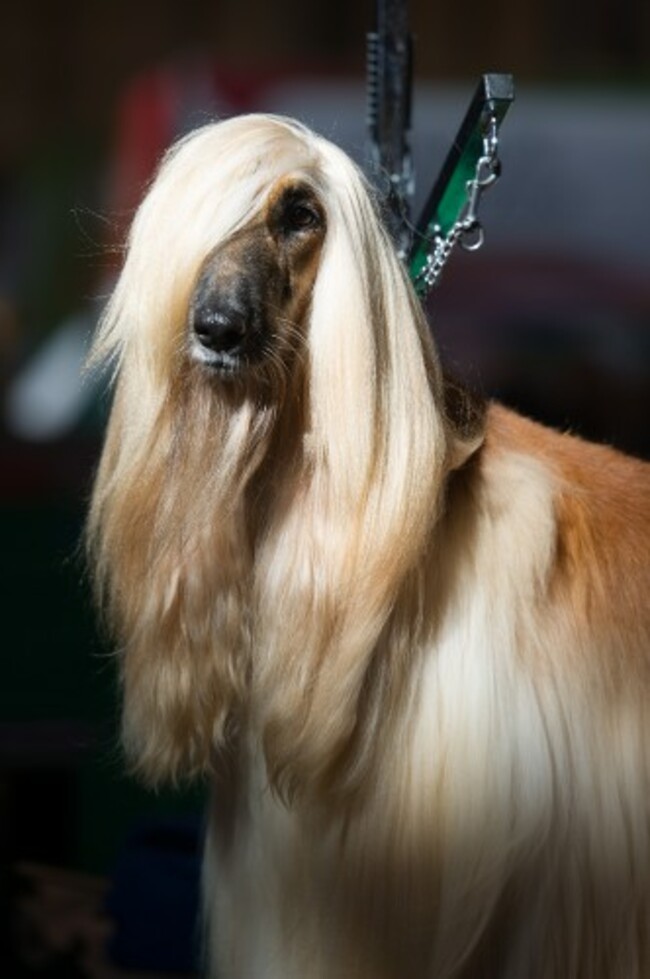 Crufts 2015