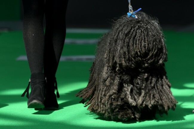 Crufts 2015