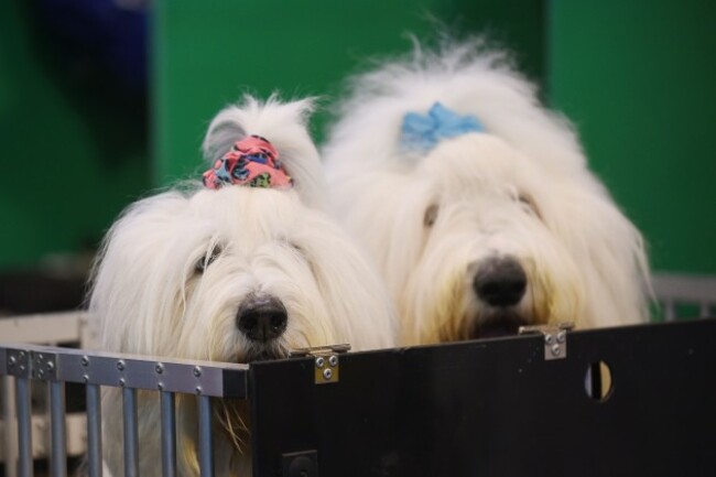 Crufts 2015