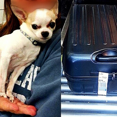 #TSATravelTips - Ay, #Chihuahua! It's always important to double check your bags before traveling, especially to make sure your Chihuahua hasn't stowed away inside one of them. That's exactly what happened this week at #NewYork's #LaGuardia (#LGA) Airport. While resolving a checked baggage alarm, an officer was shocked when he found a dog in the bag! Apparently, the dog climbed in while its owner was packing her suitcase. TSA worked with the airline to identify the owner, and the two were happily reunited. #DogsOfInstagram #TSAGoodCatch