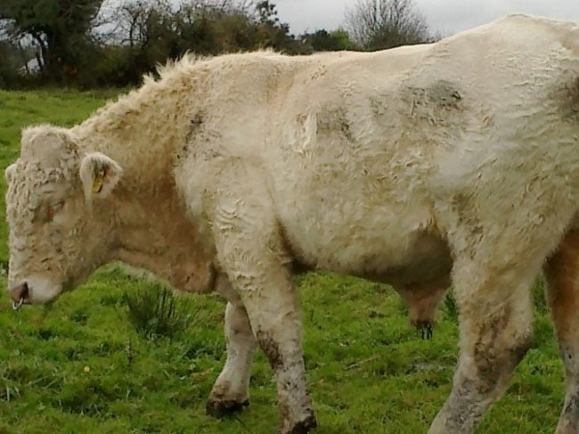 Ireland Gay Bull