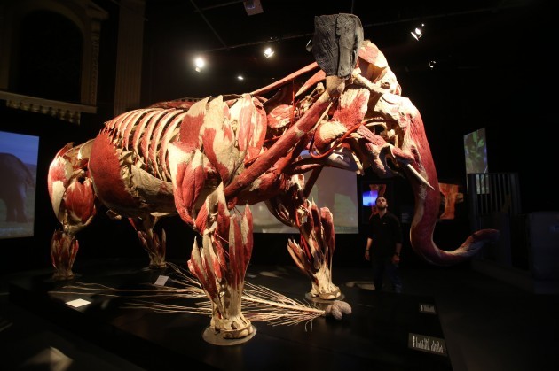 Body Worlds: Animal Inside Out exhibition - Dublin