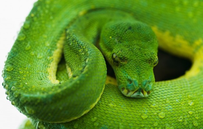 DublinZoo_Python 004