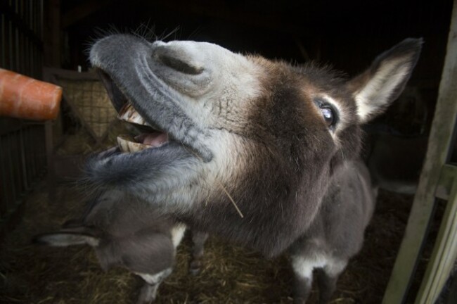 Donkeys celebrate Christmas