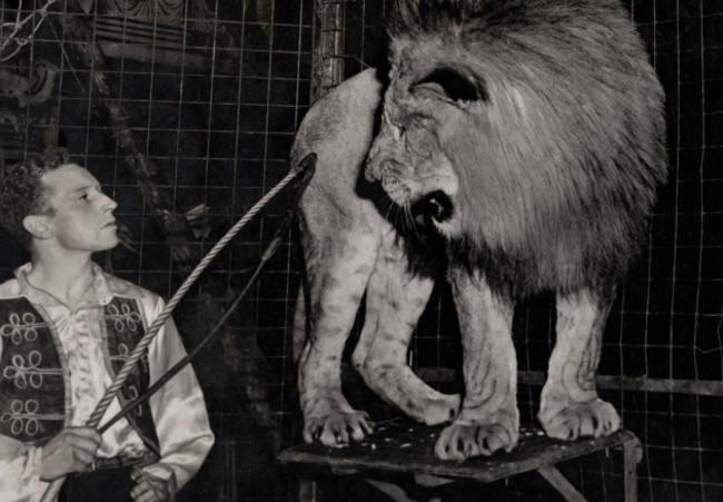 Bill Stephen's in cage with lion