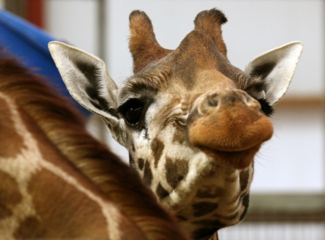 Dental work for Kelly the giraffe