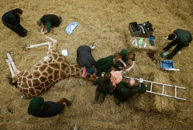 Dental work for Kelly the giraffe