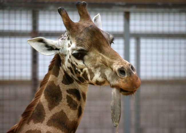 Dental work for Kelly the giraffe