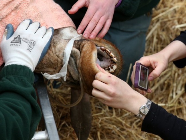 Dental work for Kelly the giraffe