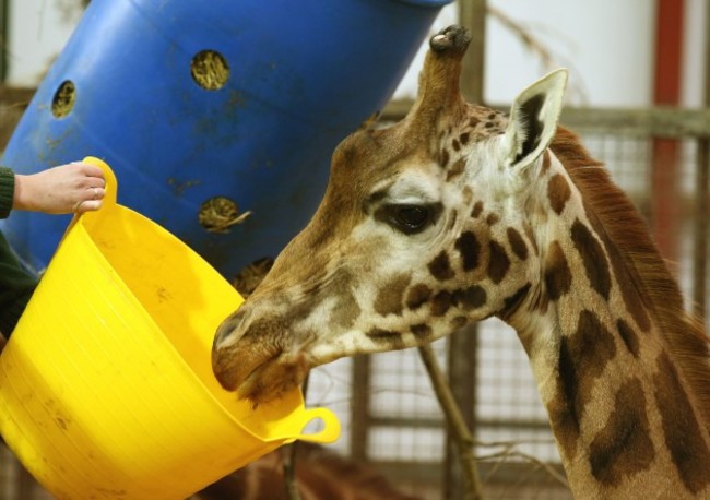 Dental work for Kelly the giraffe