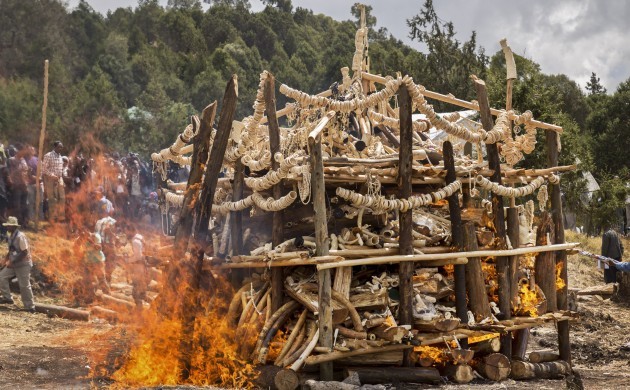 Ethiopia Ivory Burnt