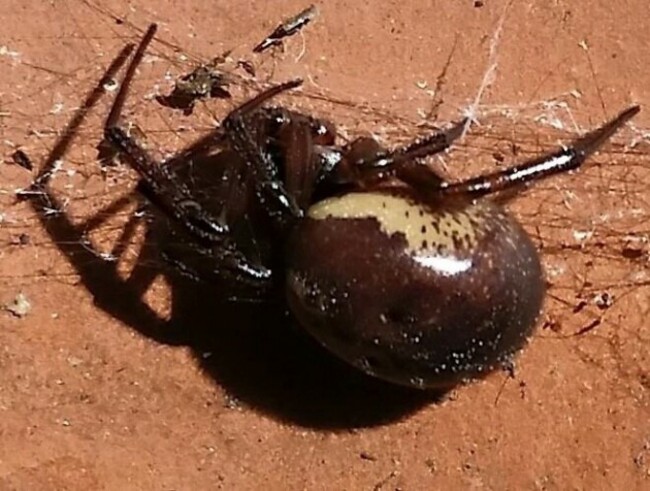 false widow spider