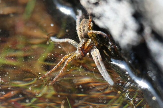 raft spider