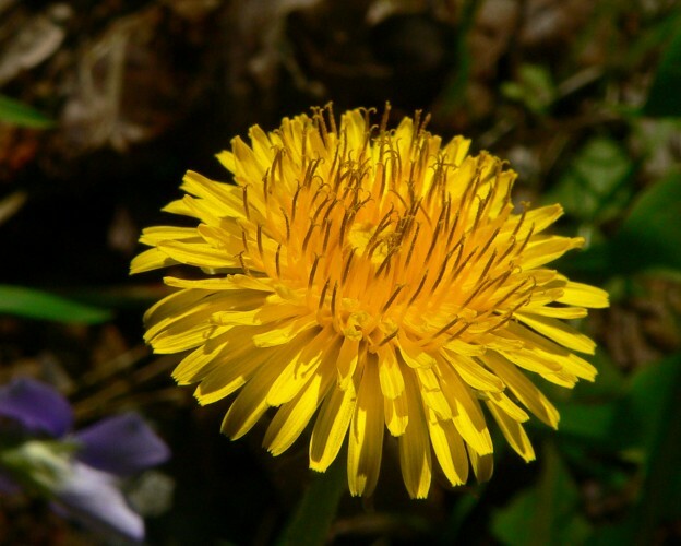 DandelionFlower