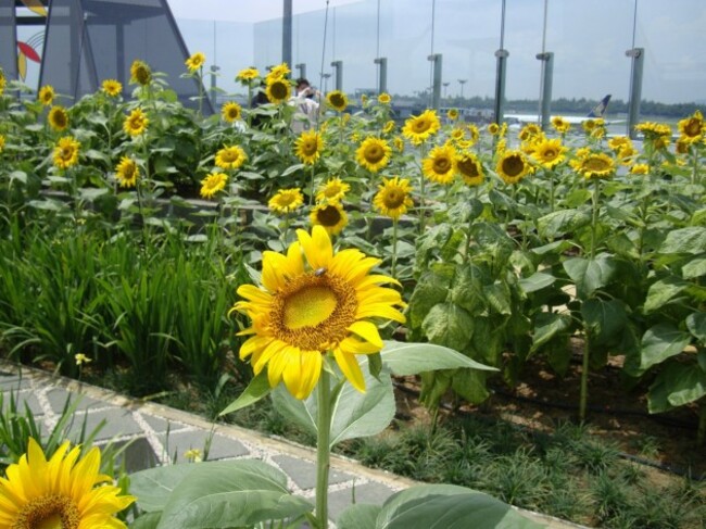 the-airport-has-a-nature-trail-which-encourages-passengers-to-go-outdoors-and-breathe-in-fresh-air-while-at-the-airport-there-are-five-gardens-in-the-airport-including-a-rooftop-sunflower-garden