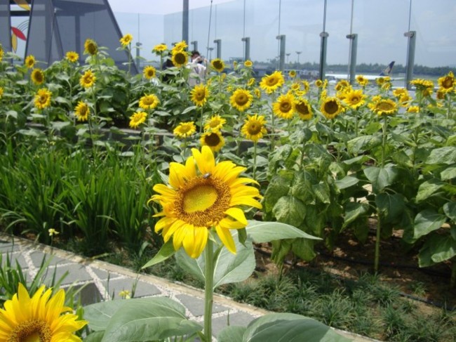 the-airport-has-a-nature-trail-which-encourages-passengers-to-go-outdoors-and-breathe-in-fresh-air-while-at-the-airport-there-are-five-gardens-in-the-airport-including-a-rooftop-sunflower-garden