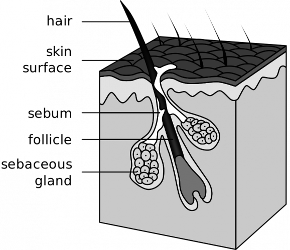 The truth about how often you should wash your hair, according to science