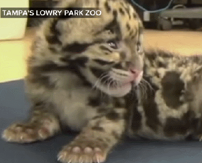 babyleopard