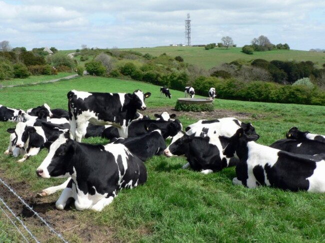 Cows on Butser Hill