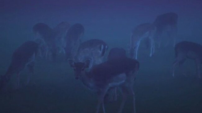 bulmers deer
