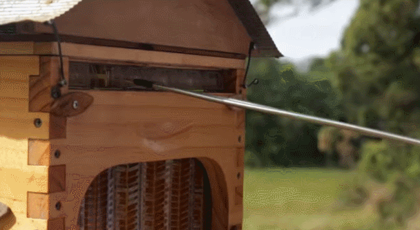 honey gif