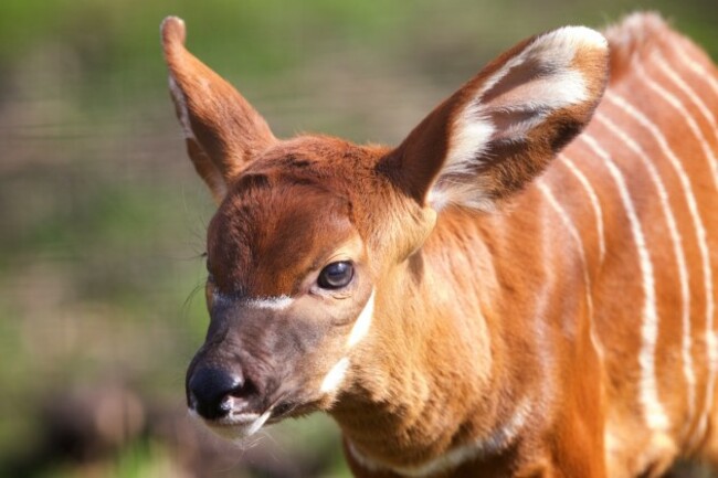 DublinZoo_Bongo 002