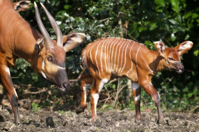 DublinZoo_Bongo 001 (1)