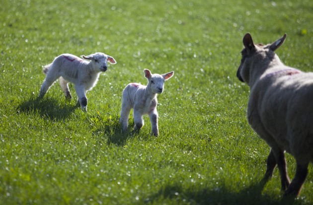 Spring Lambs. Whats Up Mom. As the spell