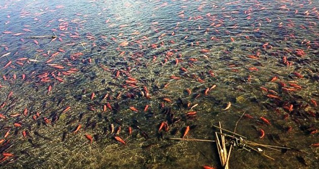 goldfish lake