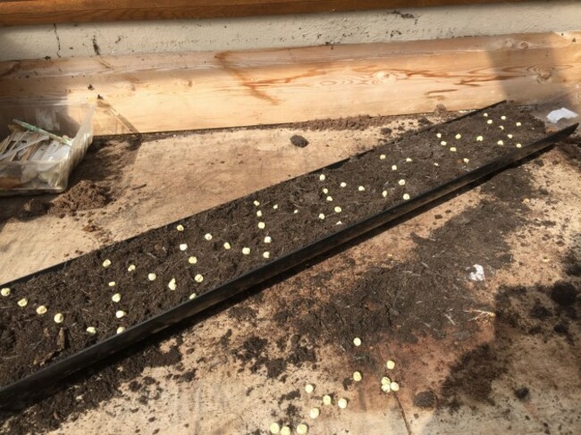 peas gutter