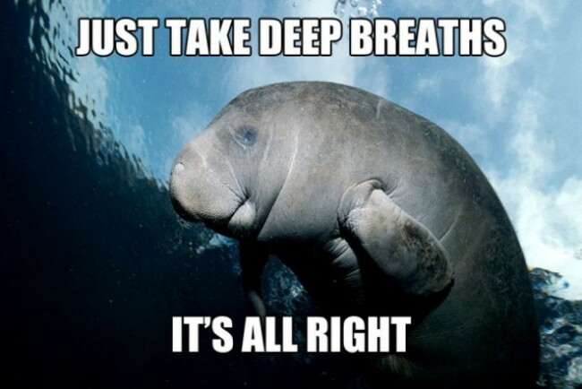 manatee2-640x428