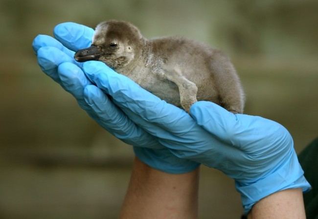 Humboldt penguin chick at Blair Drummond Safari Park