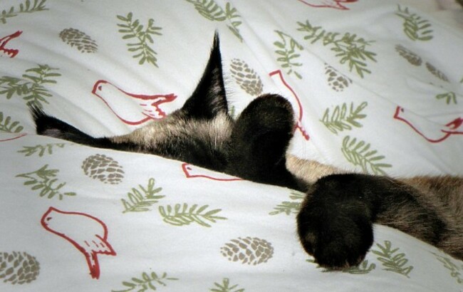 All snuggled deep in my bed :) ,#Flickr12Days
