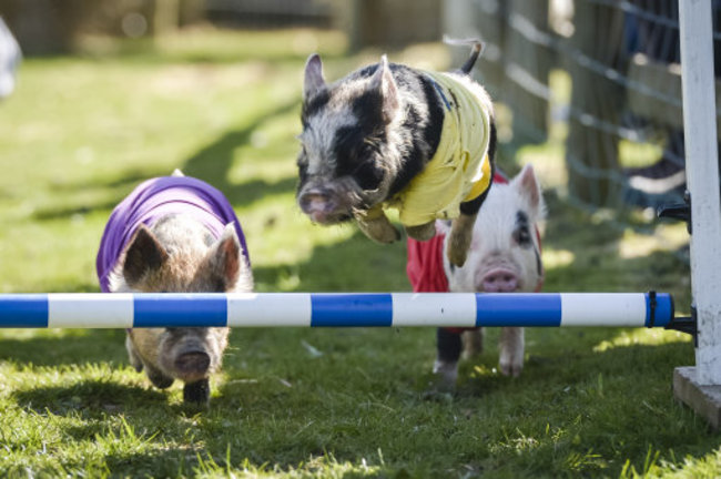 General Election pig race