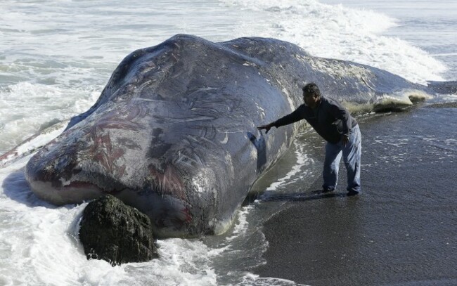 Whale Carcass