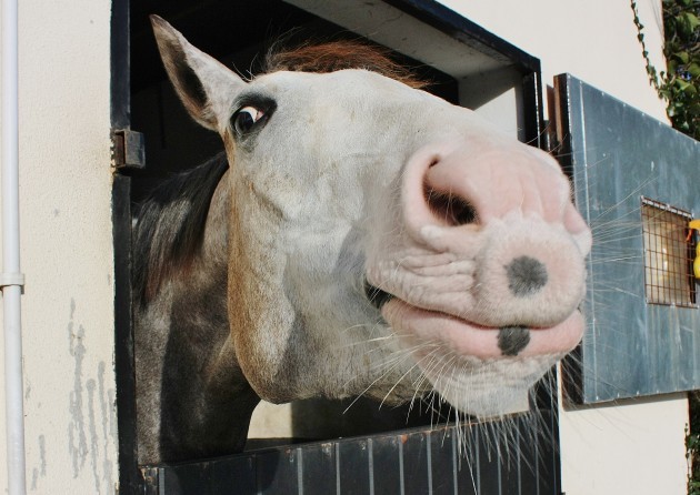 Katy Duggan smiling horse