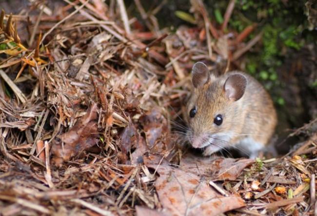 Kay Dennehy Mouse in Cork