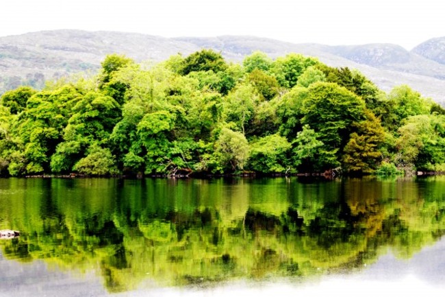 seamus boland sligo woods