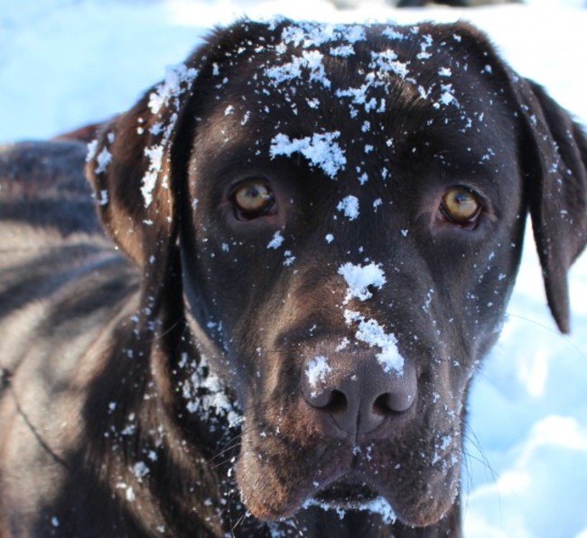 Sinead Horan choc Labrador