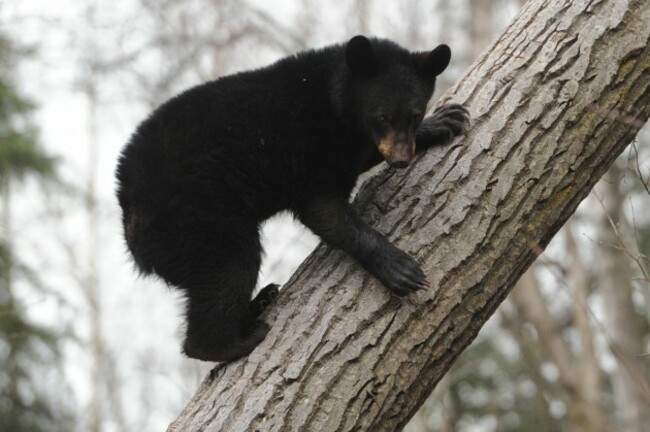 Anchorage Neighborhood Bears