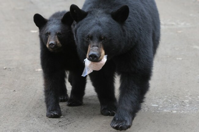 Anchorage Neighborhood Bears